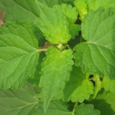 Alteya Patchouli pačuli olej 100% Bio 5 ml