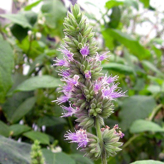 Alteya Patchouli pačuli olej 100% Bio 5 ml