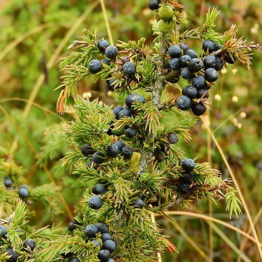 Alteya Juniper Berry jalovcový olej 100% Bio 10 ml