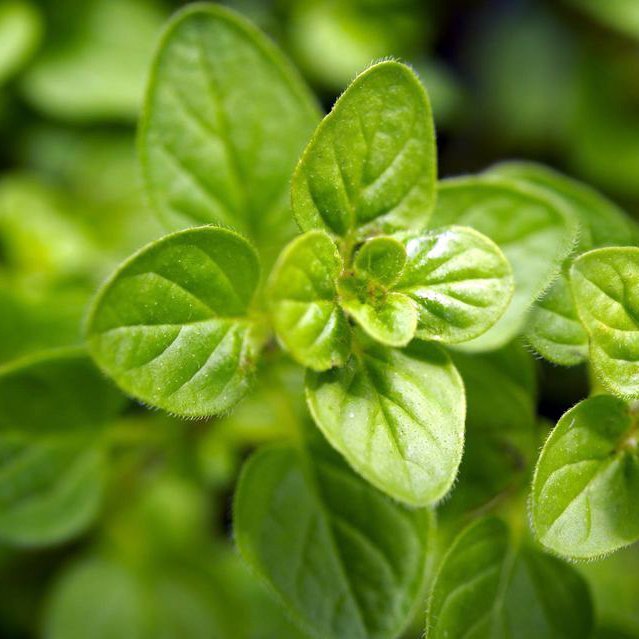 Alteya Oregano oregánový olej 100% Bio 10 ml