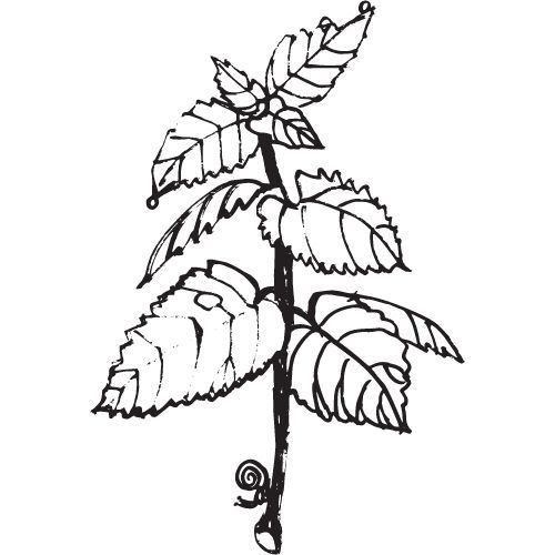 Máta klasnatá olej 100% Alteya Organics 10 ml