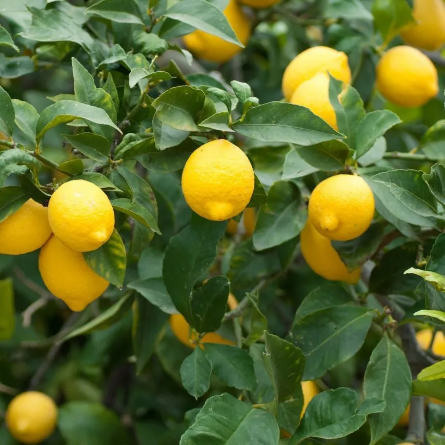Alteya Lemon citrónový olej 100% Bio 10 ml