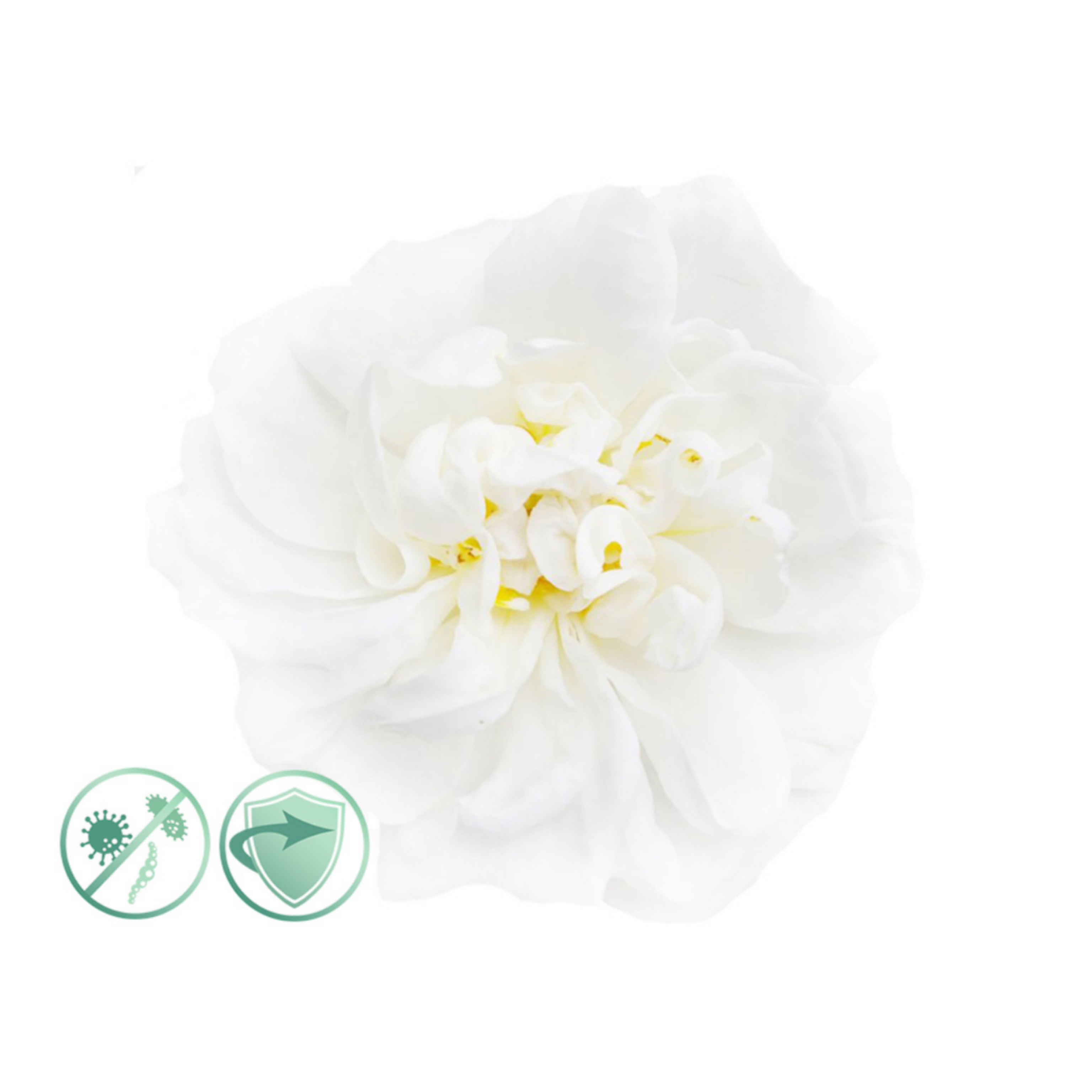 New Aroma difuzér Basic bílý 100 m2 + 200 ml olej White flower - dezinfekční aroma olej